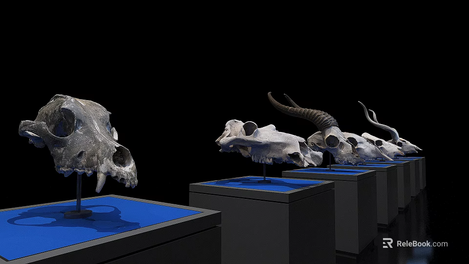 Multiple Educational Medical Anatomical Skull Specimens on Blue Display Stands Black Background 3d model 