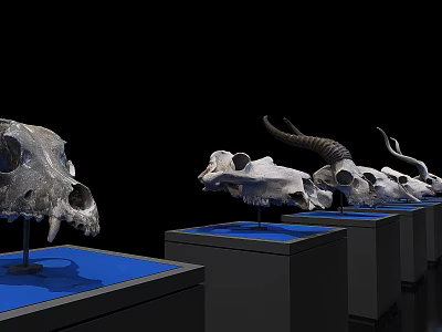 Multiple Educational Medical Anatomical Skull Specimens on Blue Display Stands Black Background 3d model