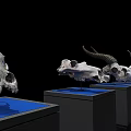 Multiple Educational Medical Anatomical Skull Specimens on Blue Display Stands Black Background