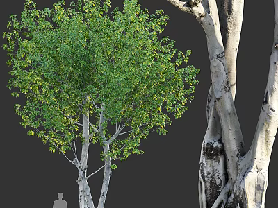Tree Pit With Green Leafy Trees And Natural Design In Urban Landscape 3d model