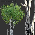 Tree Pit With Green Leafy Trees And Natural Design In Urban Landscape