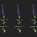 Three Blooming Blue Flowers with Green Stems and Leaves Standing Upright