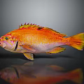 Orange And Yellow Fish Shaped Household Decor With Red Fins And Reflection