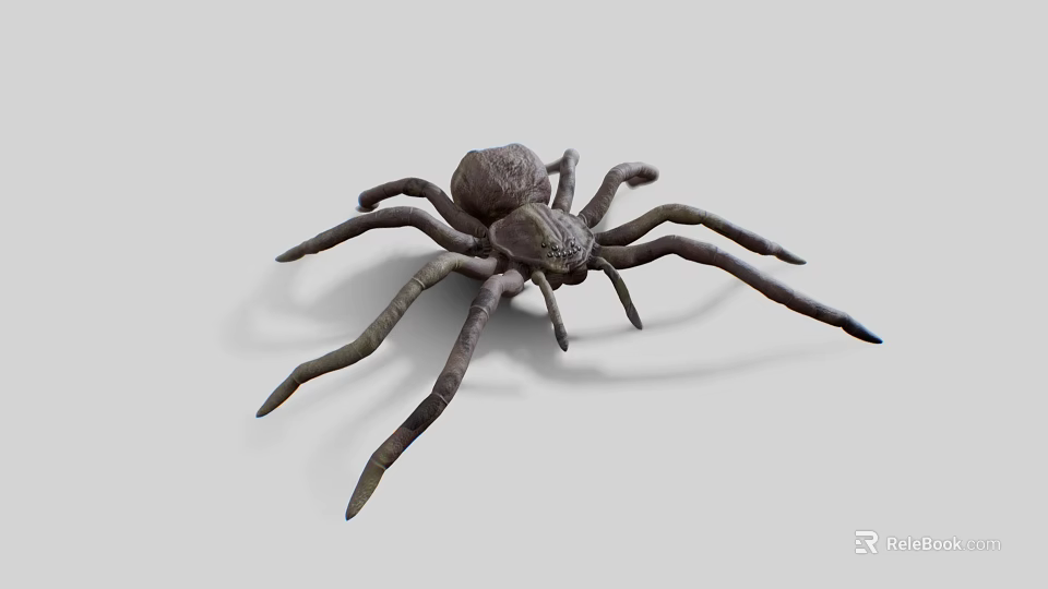 3D Rendered Brown Spider With Long Legs On White Background 3d model 