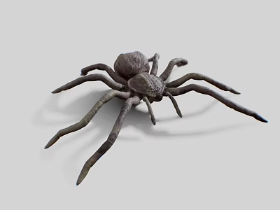 3D Rendered Brown Spider With Long Legs On White Background 3d model