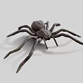3D Rendered Brown Spider With Long Legs On White Background