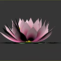 Blooming Pink Lotus Flower with Vibrant Yellow Stamens and Fresh Green Leaves