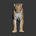 Realistic Tiger 3D Model With Black Stripes Standing On Reflective Dark Surface 3d model