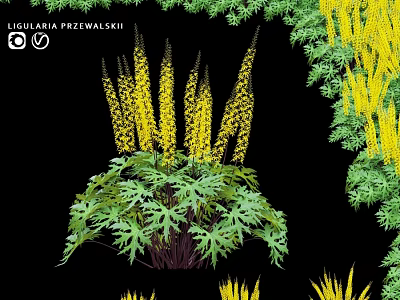 Ligularia Przewalskii Yellow Flower Green Leaf Decorative Ornament Arrangement for Home Decor 3d model