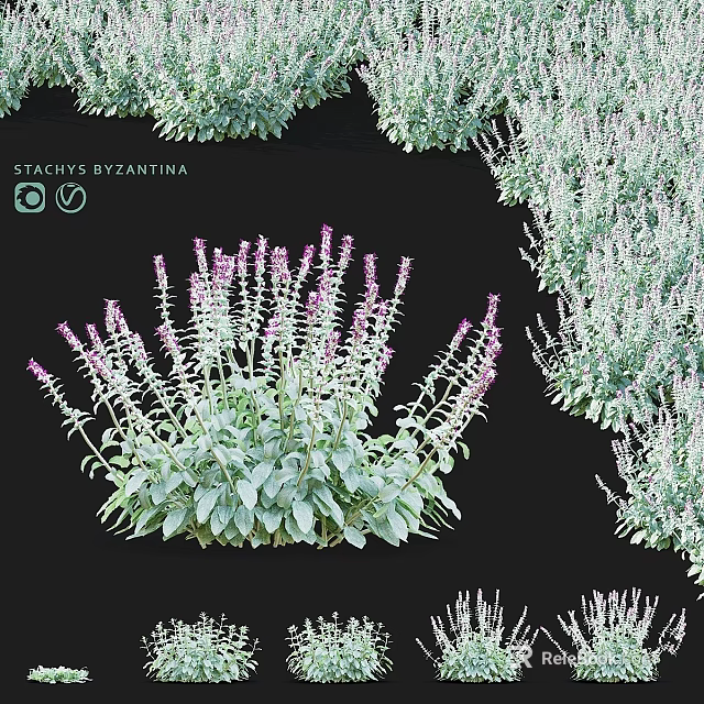 Stachys Byzantina Garden Accent with Purple Flower Spikes and Green Foliage for Landscaping 3d model 