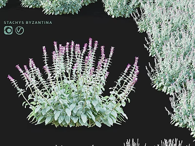 Stachys Byzantina Garden Accent with Purple Flower Spikes and Green Foliage for Landscaping 3d model