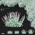 Stachys Byzantina Garden Accent with Purple Flower Spikes and Green Foliage for Landscaping
