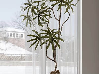 Indoor Bonsai Tree With Green Leaves And Twisted Trunk By Window Snowy Scene 3d model