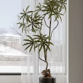 Indoor Bonsai Tree With Green Leaves And Twisted Trunk By Window Snowy Scene