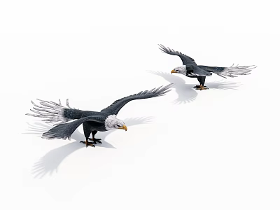 Detailed Flying Eagles Sculpture Models With Spread Wings On White Background 3d model