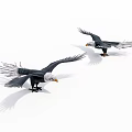 Detailed Flying Eagles Sculpture Models With Spread Wings On White Background