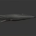 Gray Whale 3D Model With Open Mouth On Dark Reflective Surface 3d model