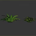 Six Vibrant Green Ferns Arranged on Dark Background With Glossy Leaves