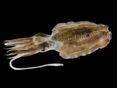 Brown Squid With Elongated Tentacles And Detailed Body On Black Background 3d model