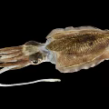 Brown Squid With Elongated Tentacles And Detailed Body On Black Background