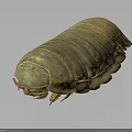 Pill Bug With Brown Segmented Oval Shaped Body On Dark Background 3d model