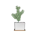 Lush Green Succulent Plant Growing in White Square Pot on Wooden Tray