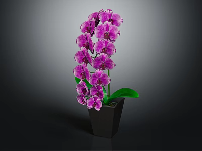 Elegant Purple Orchid Flowers In Black Vase With Green Leaves 3d model