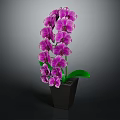 Elegant Purple Orchid Flowers In Black Vase With Green Leaves