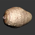 Fresh Whole Taro Root With Natural Brown Skin And Smooth Surface