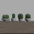 Four Green Cactus Potted Plants In White Pots On Wooden Floor With Light Background