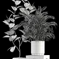 Stylish Bonsai Potted Plants With Lush Green Foliage Silver Metallic Pots And Decorative Display Stands