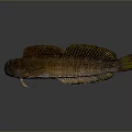 Brown And Yellow Aquatic Fish With Striped Body Fins And Long Tail