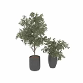 Modern Garden Decor With Green Leafy Plants And Black Planters Of Different Sizes