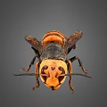 Wasp with black and orange stripes large compound eyes spread wings and detailed body