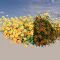 Dense Yellow Flowers with Fresh Green Leaves Against Light Blue Background