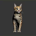 Leopard Cat With Spotted Coat Standing On Gray Background With Reflection