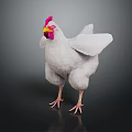 White Chicken With Red Comb And Yellow Beak Standing On Dark Background