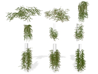 Modern Vine Plant Vine 3d model