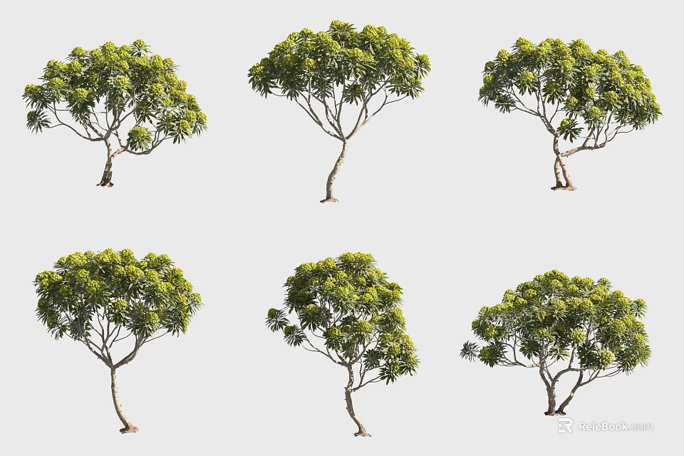 Various Green Leafy Trees With Different Canopy Shapes And Trunk Structures 3d model