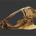 Natural Skeletal Structure With Orange Brown Tones On Dark Reflective Background