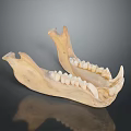 Well Preserved Anatomical Mandible Specimen Displayed With Teeth On Reflective Surface