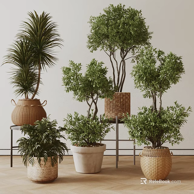Various Indoor Bonsai Potted Plants With Lush Green Leaves Woven Baskets And Ceramic Pots 3d model 