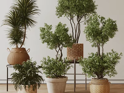 Various Indoor Bonsai Potted Plants With Lush Green Leaves Woven Baskets And Ceramic Pots 3d model