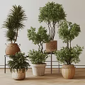 Various Indoor Bonsai Potted Plants With Lush Green Leaves Woven Baskets And Ceramic Pots