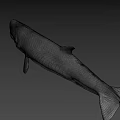 Detailed Prehistoric Shark Head Model With Sharp Teeth And Realistic Skin