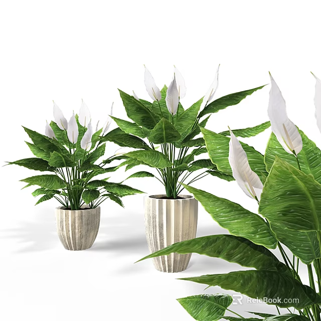 Indoor Potted Plants With Large Green Leaves And White Flowers In Silver Planters 3d model 