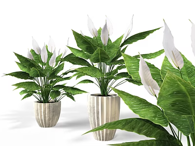 Indoor Potted Plants With Large Green Leaves And White Flowers In Silver Planters 3d model