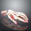 Detailed 3D Human Hand Anatomical Model Showing Muscle Bone And Tissue Structure