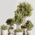 Bonsai Potted Plants With Twisted Trunks And Lush Green Foliage