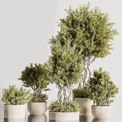 Bonsai Potted Plants With Twisted Trunks And Lush Green Foliage 3d model